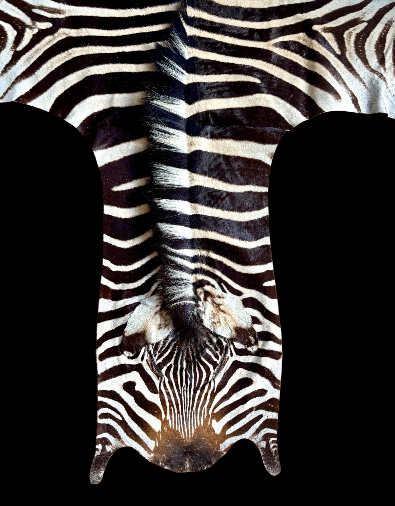 Beautifully large and beautiful Steppe zebra skin  M383