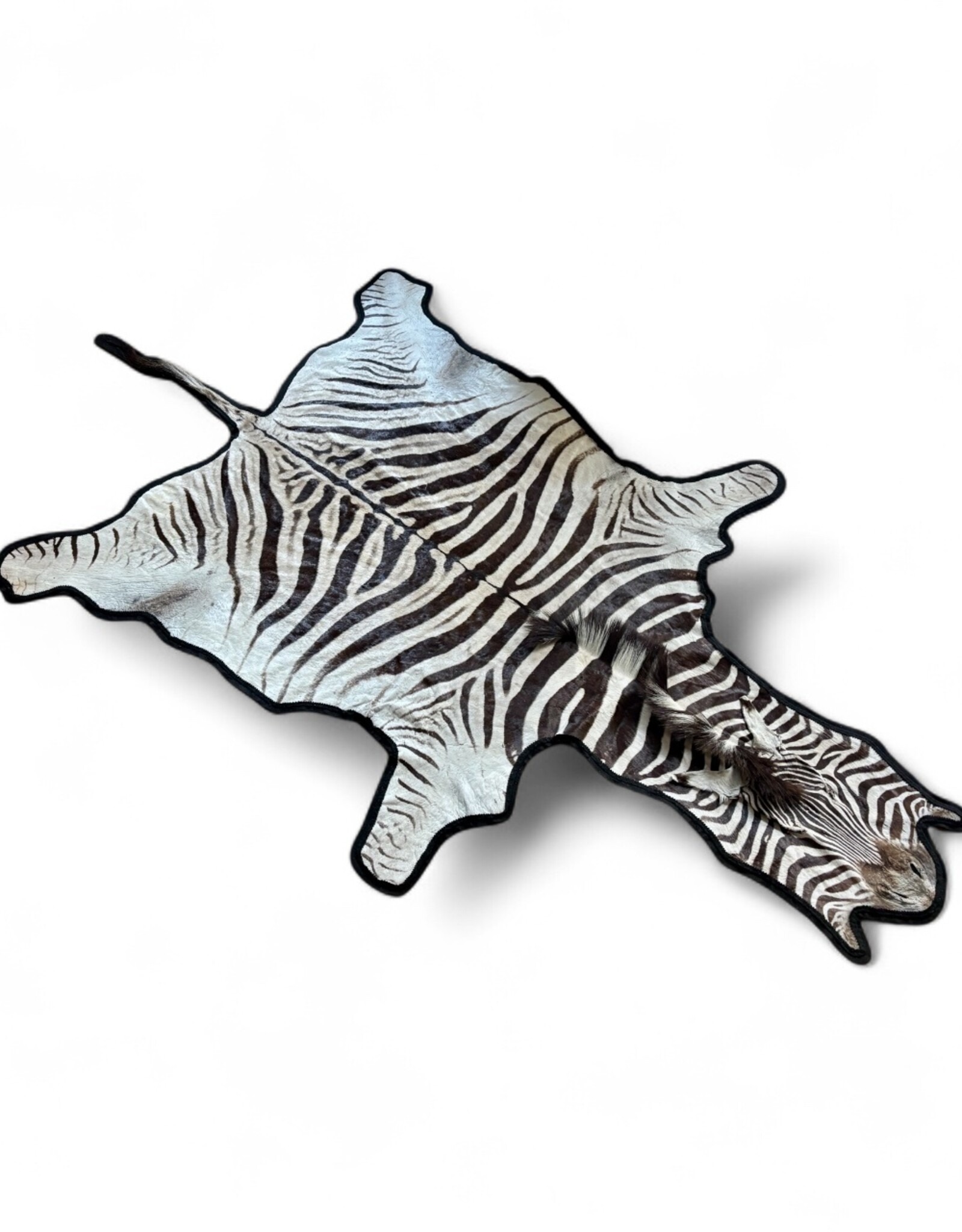 Beautifully large and beautiful Steppe zebra skin