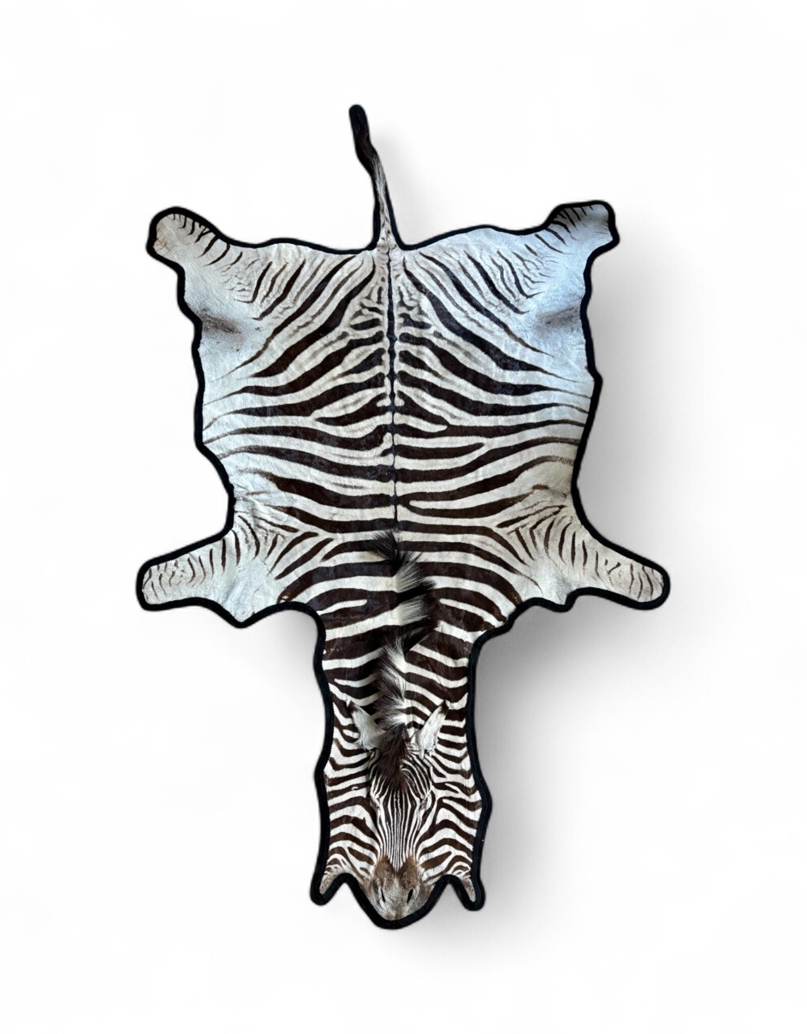 Beautifully large and beautiful Steppe zebra skin