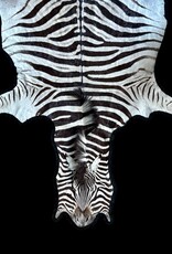 Beautifully large and beautiful Steppe zebra skin