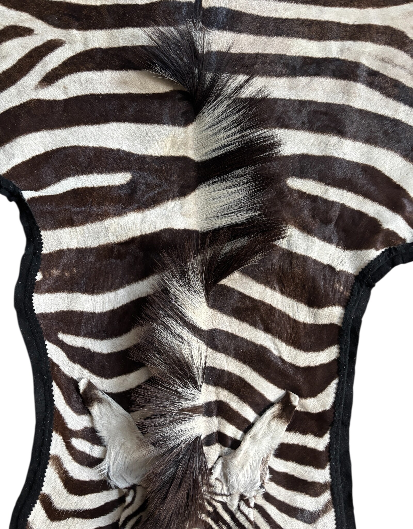Beautifully large and beautiful Steppe zebra skin