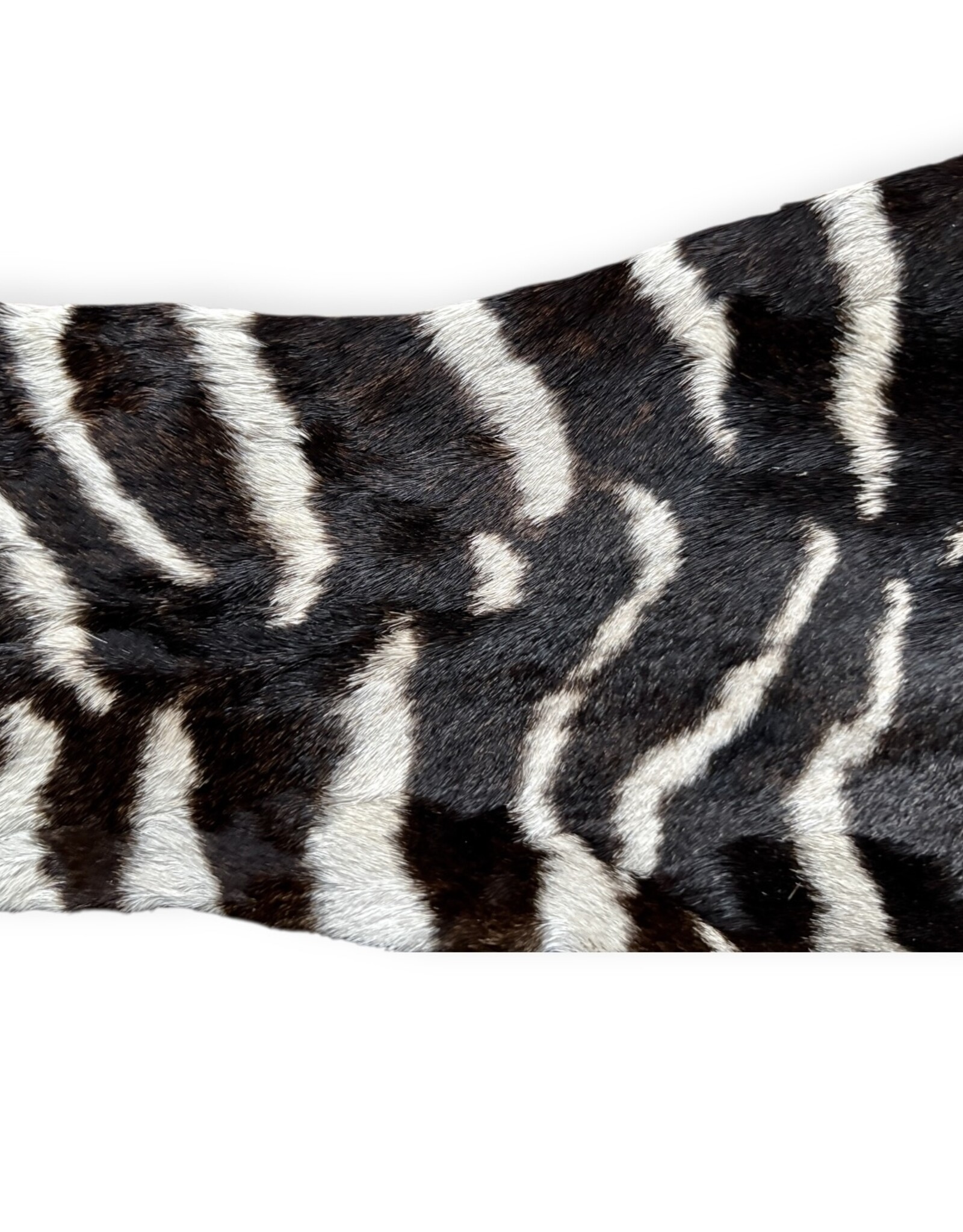 Real zebra skin remnant for further processing R078