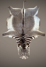 Grevy Zebra Rug XL Capetown