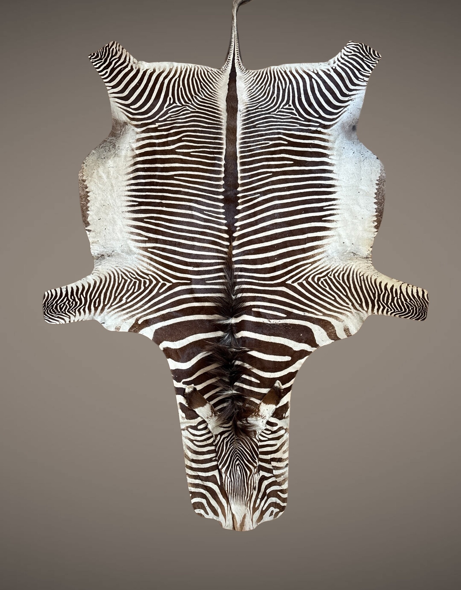 Exklusives Grevy-Zebra-Fell – seltenes Sammlerstück mit EU-Vermarktungsbescheinigung