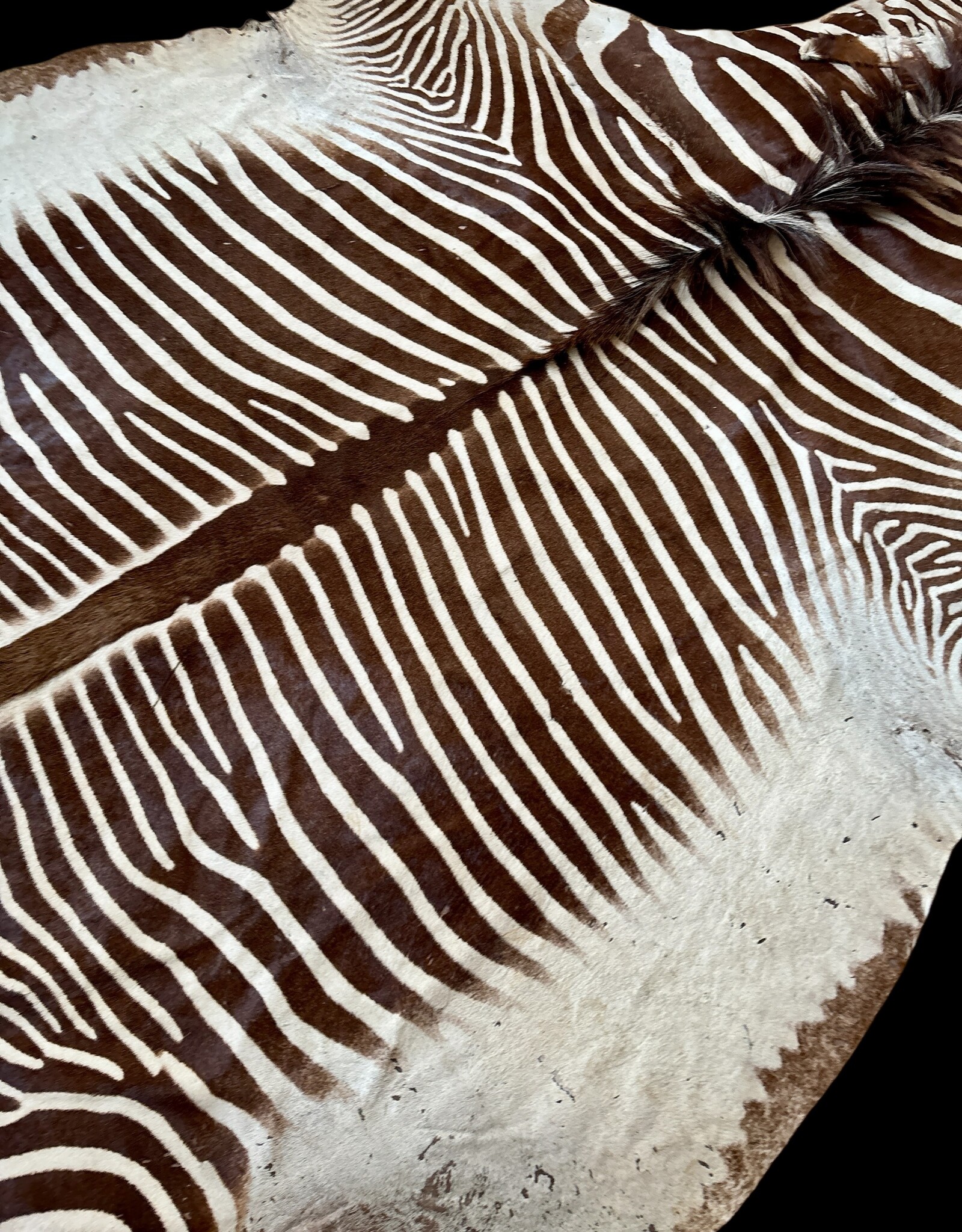 Grevy Zebra Rug XL Capetown