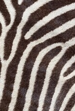 Exklusives Grevy-Zebra-Fell – seltenes Sammlerstück mit EU-Vermarktungsbescheinigung