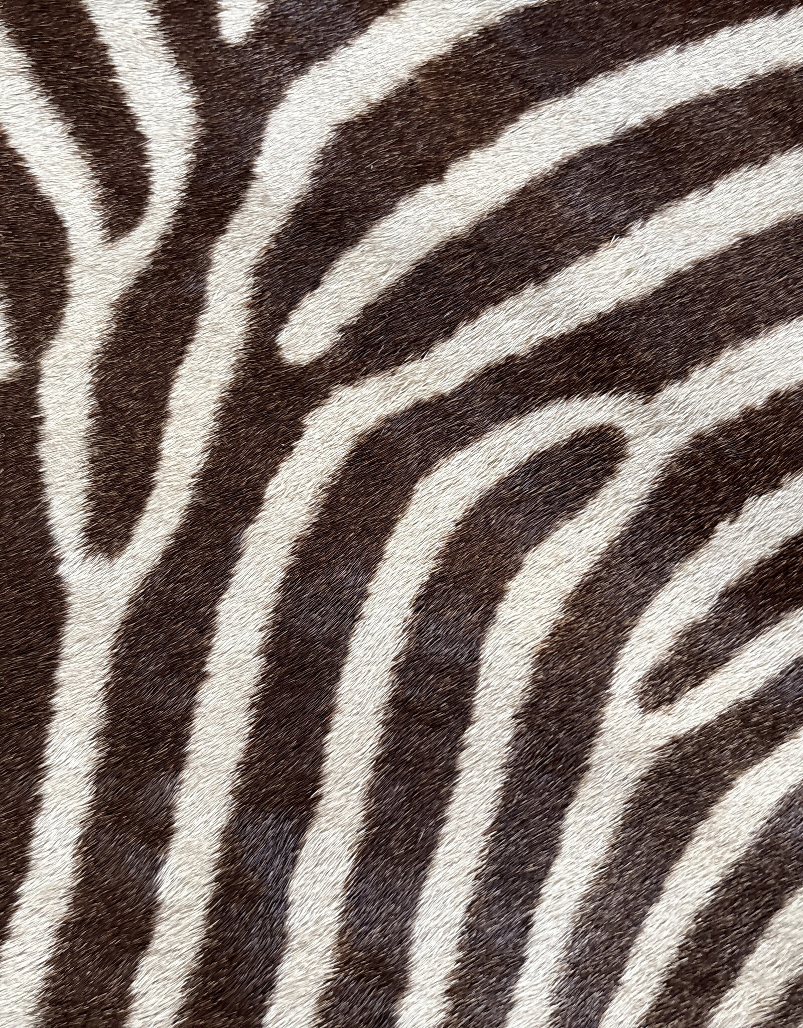 Grevy Zebra Rug XL Capetown
