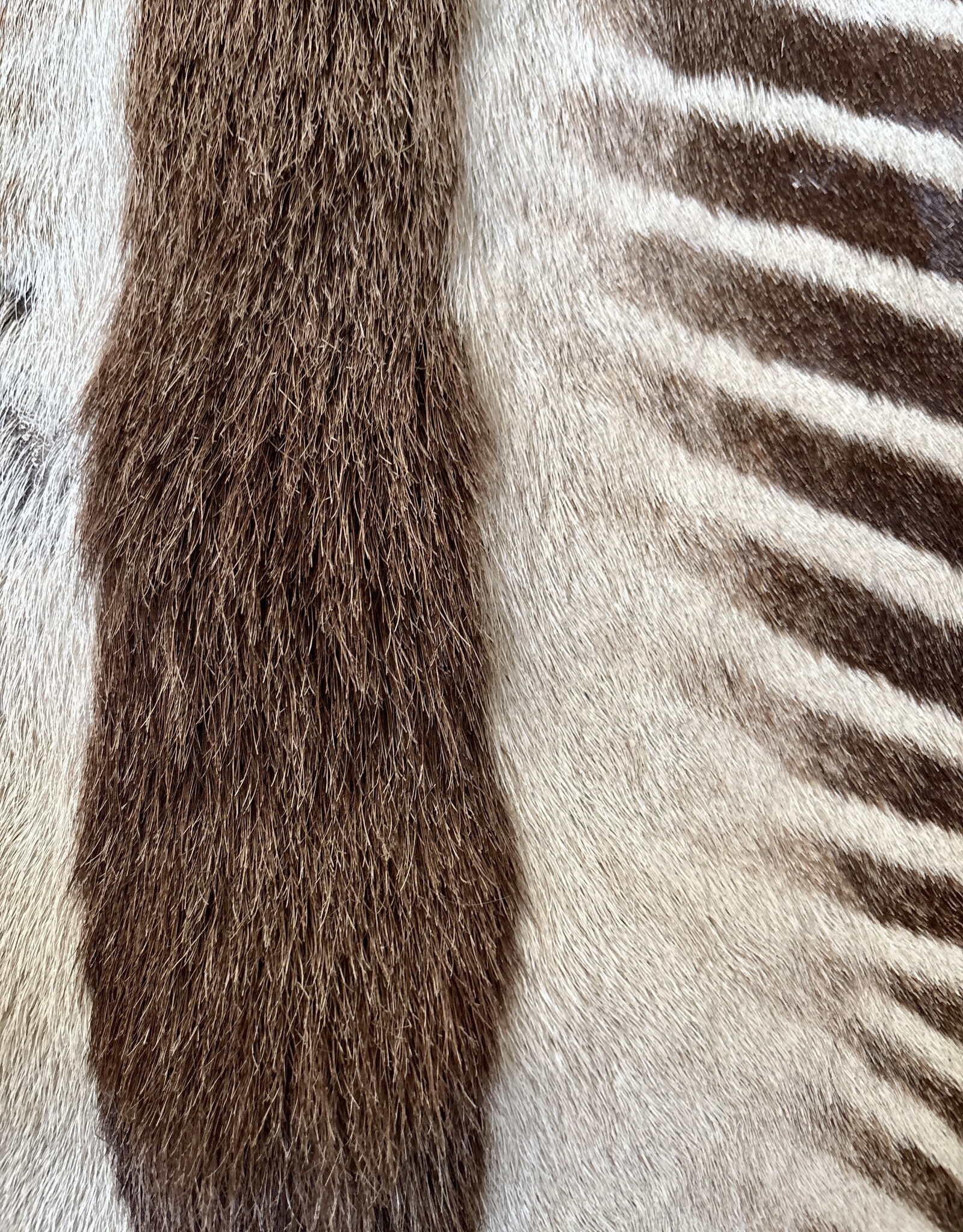 Exklusives Grevy-Zebra-Fell – seltenes Sammlerstück mit EU-Vermarktungsbescheinigung