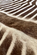 Grevy Zebra Rug XL Capetown