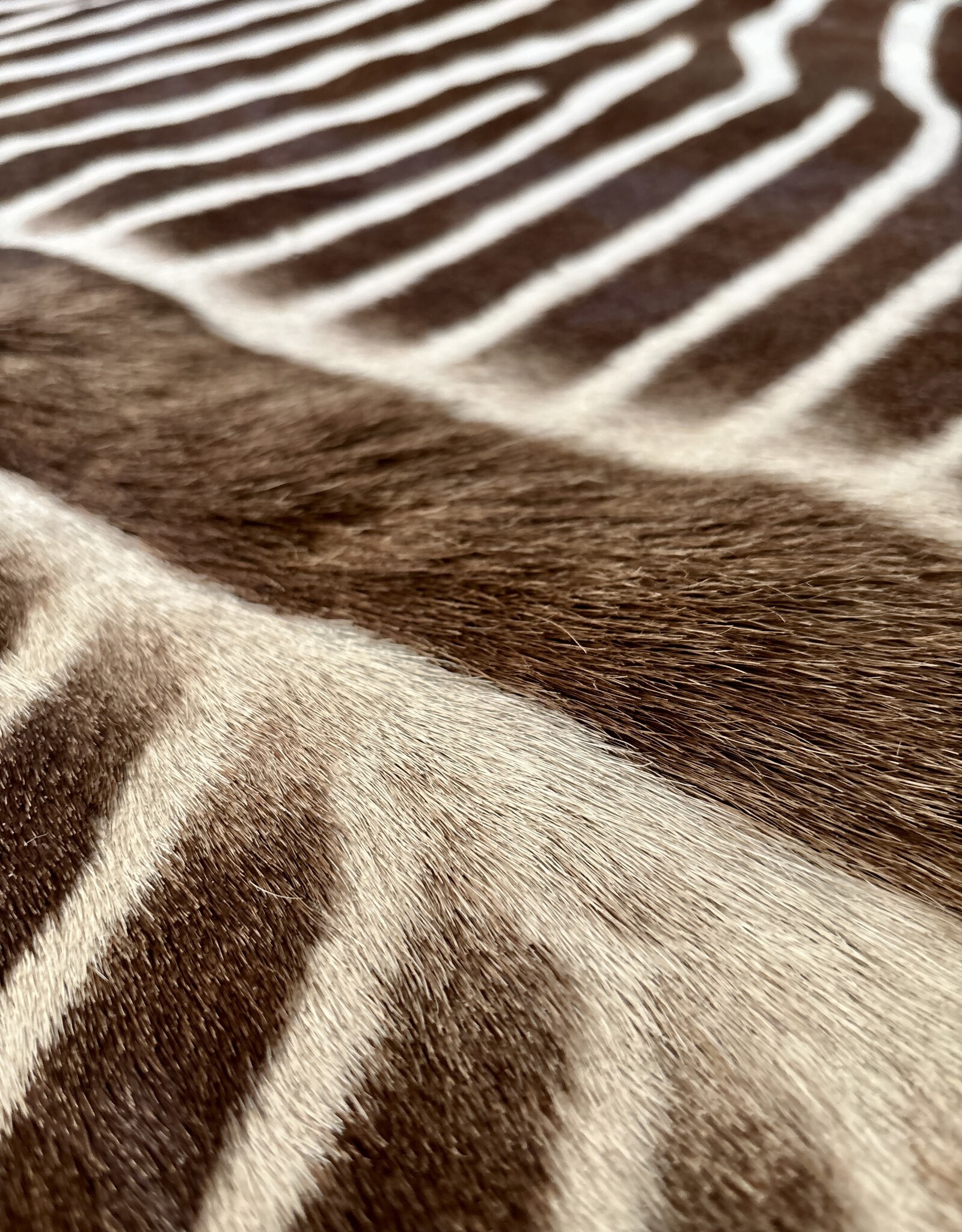 Grevy Zebra Rug XL Capetown