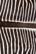Exklusives Grevy-Zebra-Fell – seltenes Sammlerstück mit EU-Vermarktungsbescheinigung