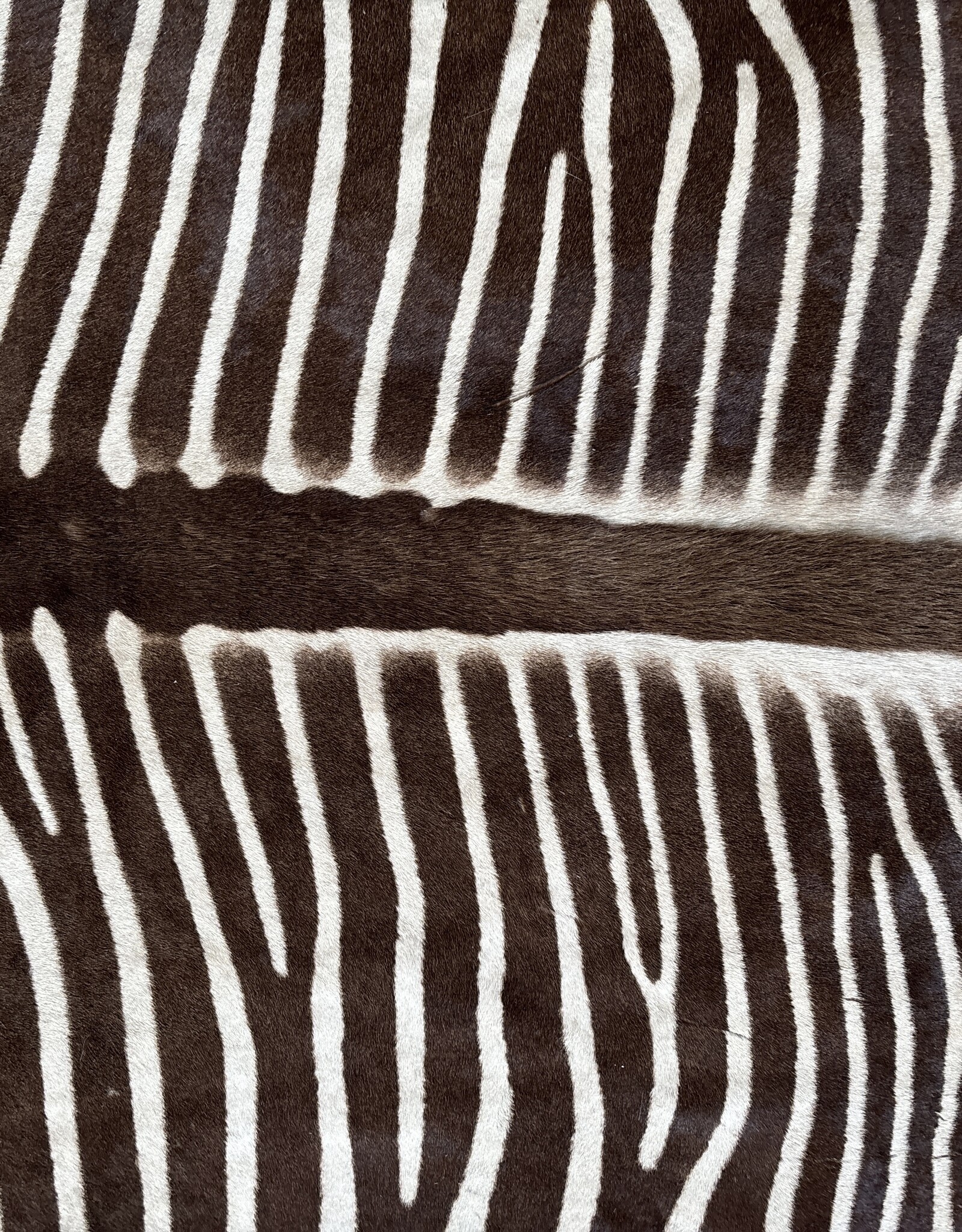 Grevy Zebra Rug XL Capetown