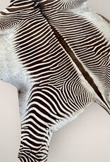 Exklusives Grevy-Zebra-Fell – seltenes Sammlerstück mit EU-Vermarktungsbescheinigung