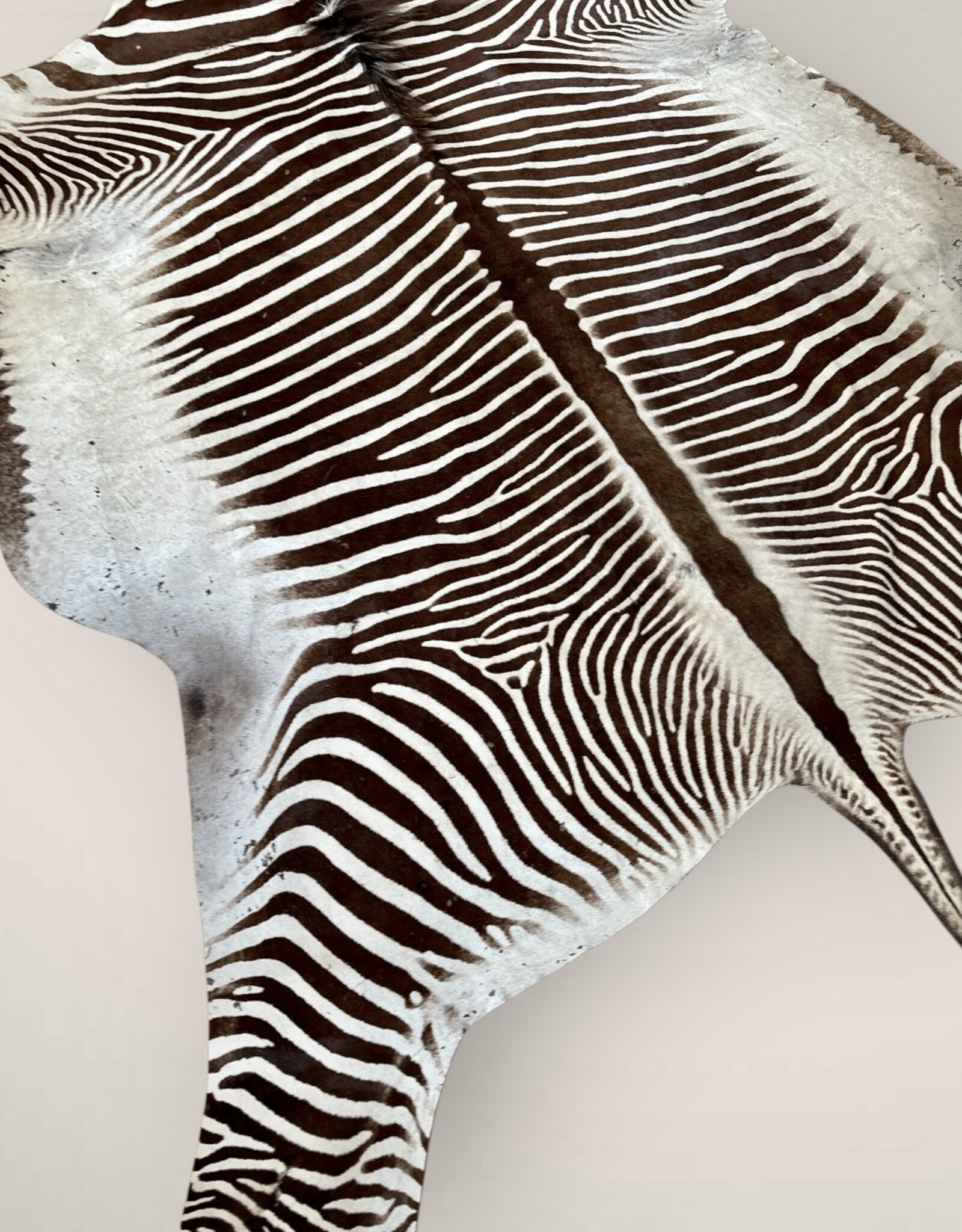 Grevy Zebra Rug XL Capetown