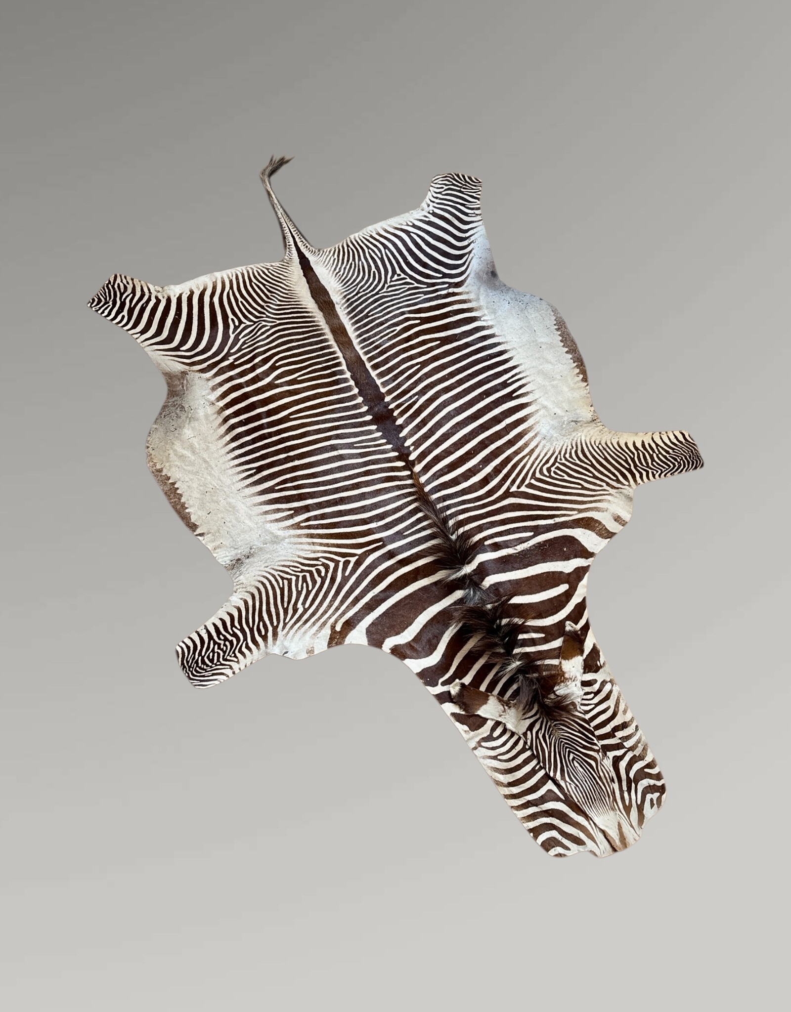 Grevy Zebra Rug XL Capetown