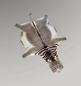 Grevy Zebrafell  SEHR SELTEN !!!