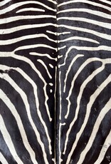 Steppen oder Burchell Zebrafell M385 Zebrafell  gebraucht