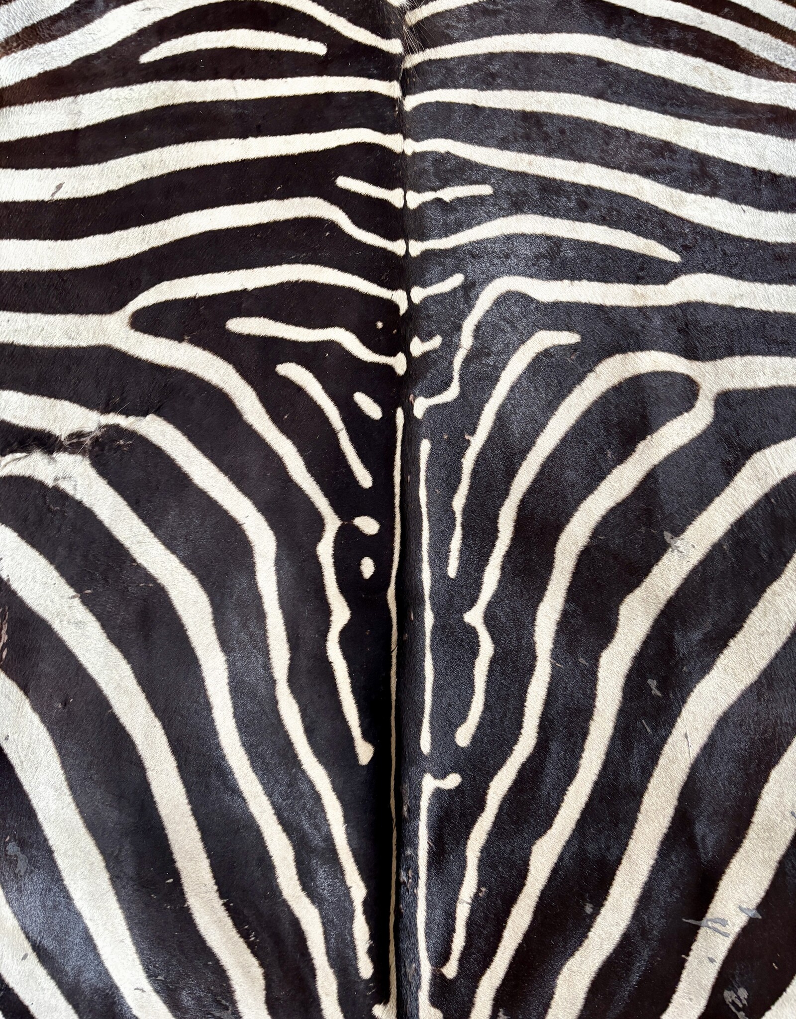Steppen oder Burchell Zebrafell M385 Zebrafell  gebraucht