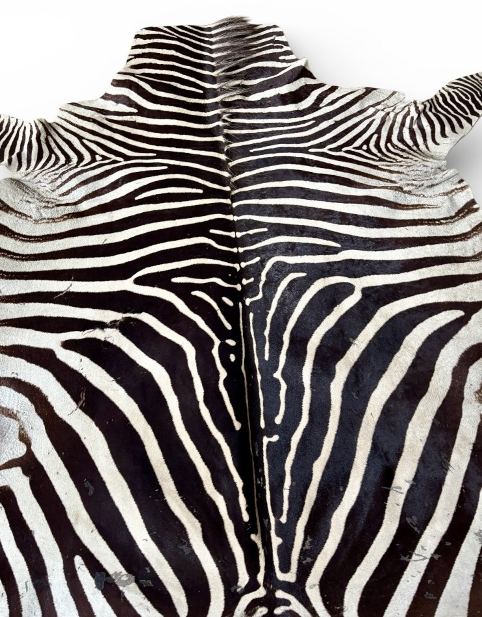 Steppen or Burchell zebra skin M385 Zebra skin  used