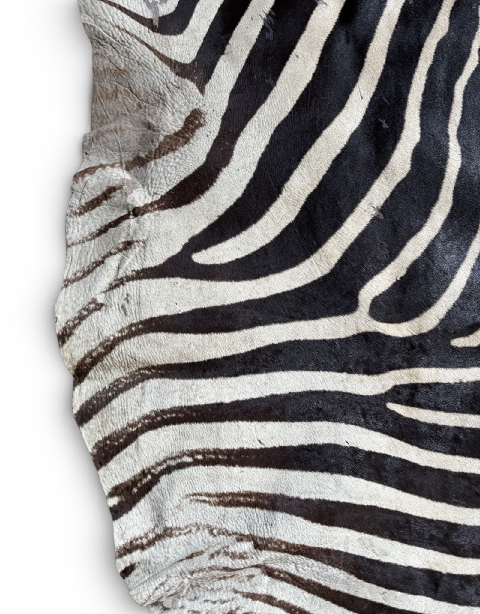 Steppen oder Burchell Zebrafell M385 Zebrafell  gebraucht