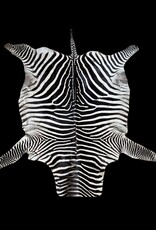 Steppen oder Burchell Zebrafell M385 Zebrafell  gebraucht