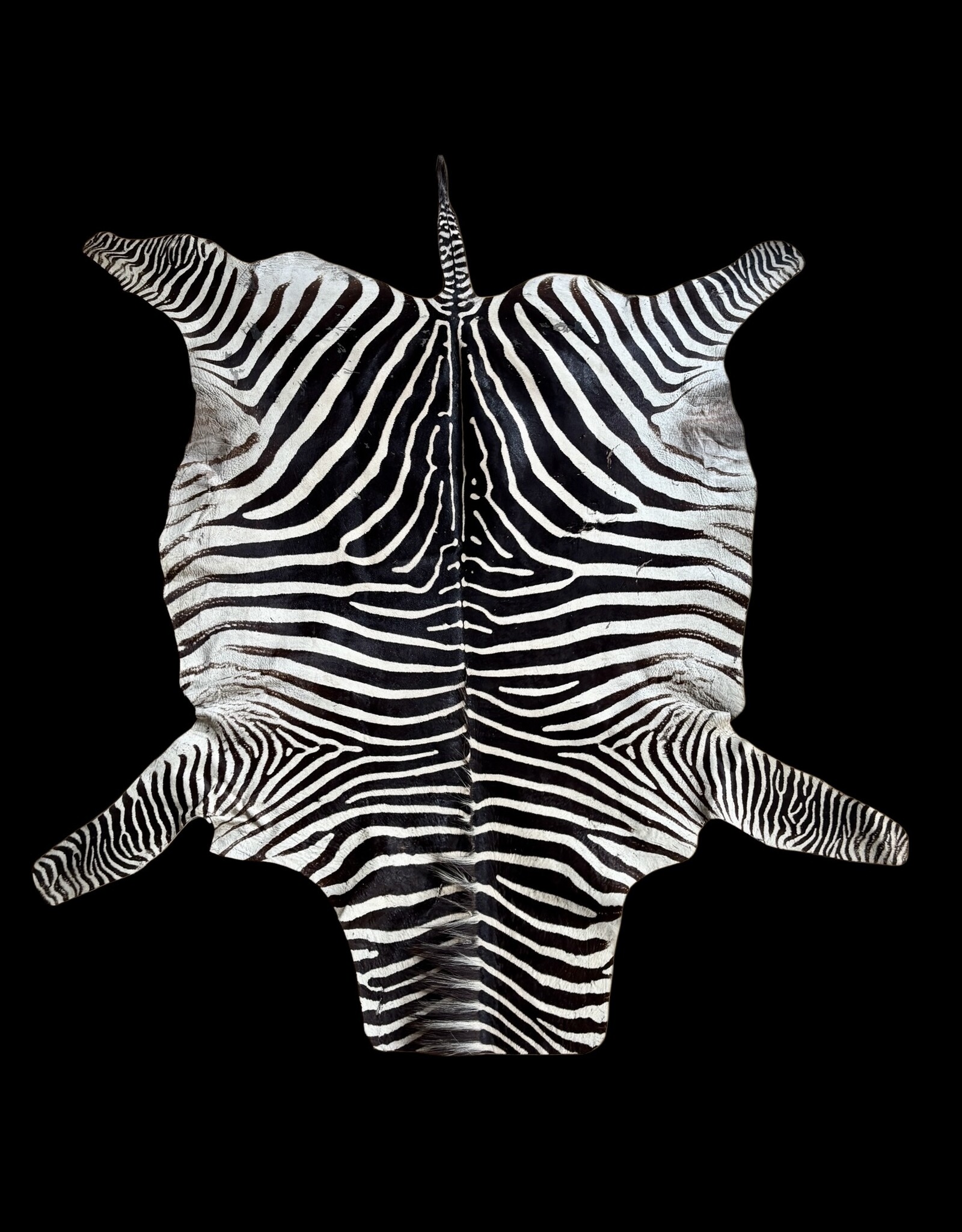 Steppen or Burchell zebra skin M385 Zebra skin  used