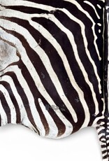 Steppen oder Burchell Zebrafell M385 Zebrafell  gebraucht