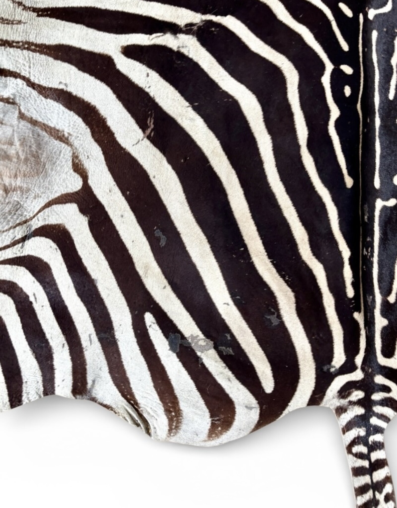 Steppen oder Burchell Zebrafell M385 Zebrafell  gebraucht