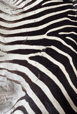 Steppen or Burchell zebra skin M385 Zebra skin  used