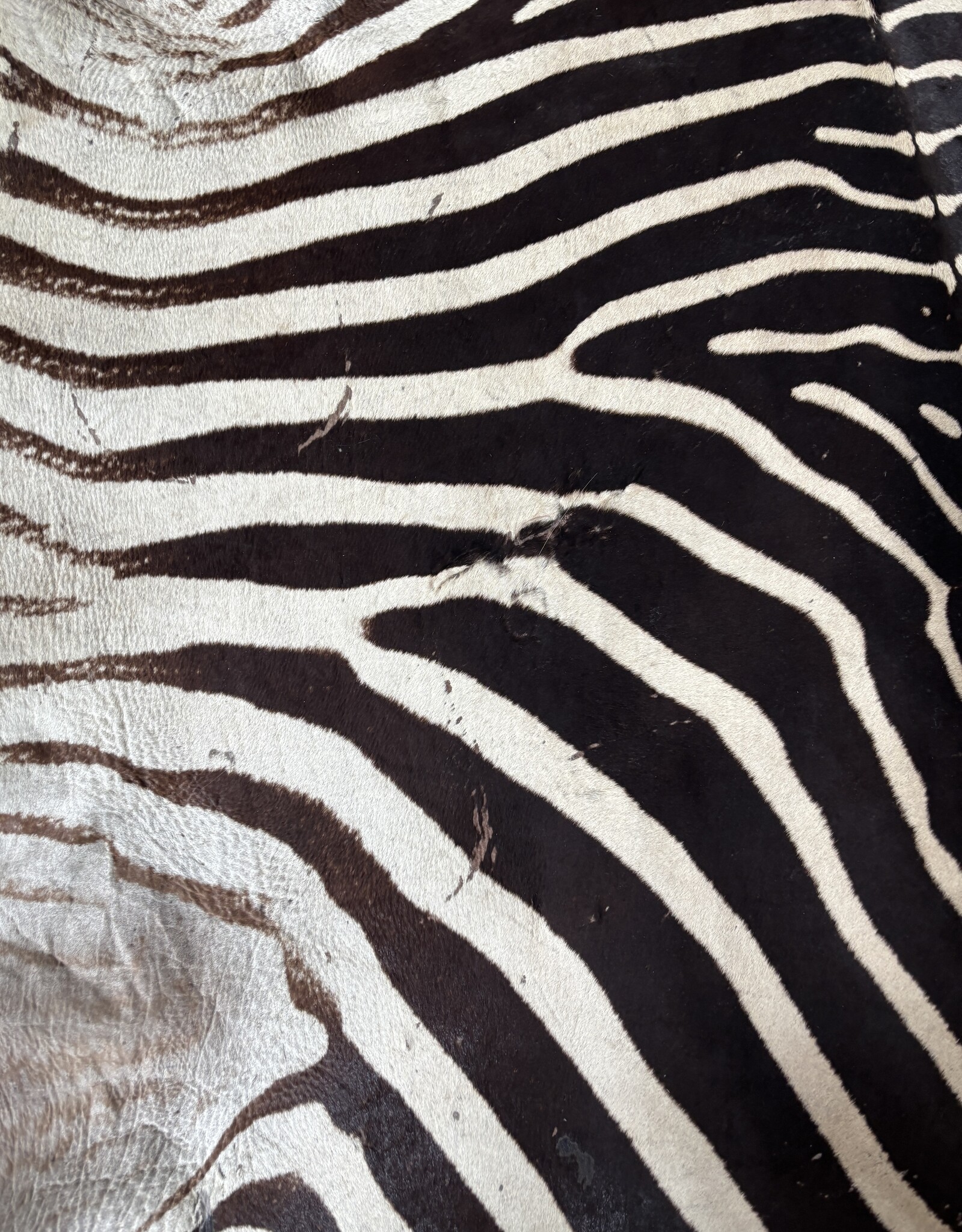 Steppen oder Burchell Zebrafell M385 Zebrafell  gebraucht