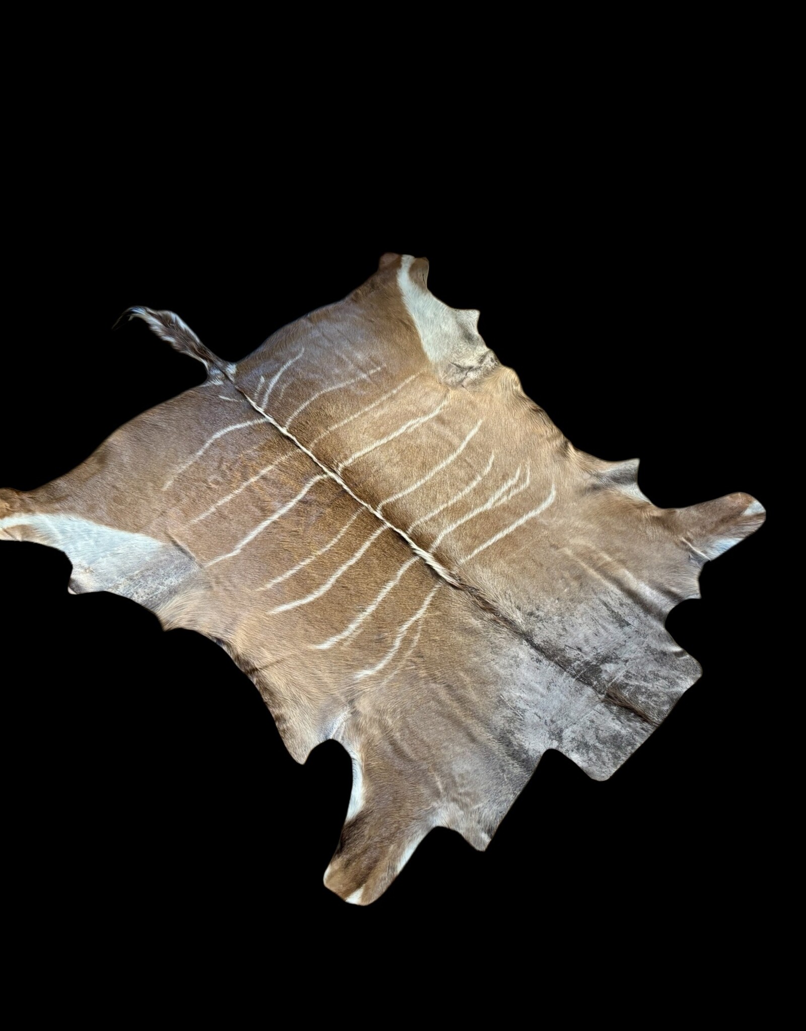 Schönes großes Kudufell KD28