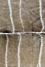 Schönes großes Kudufell KD28