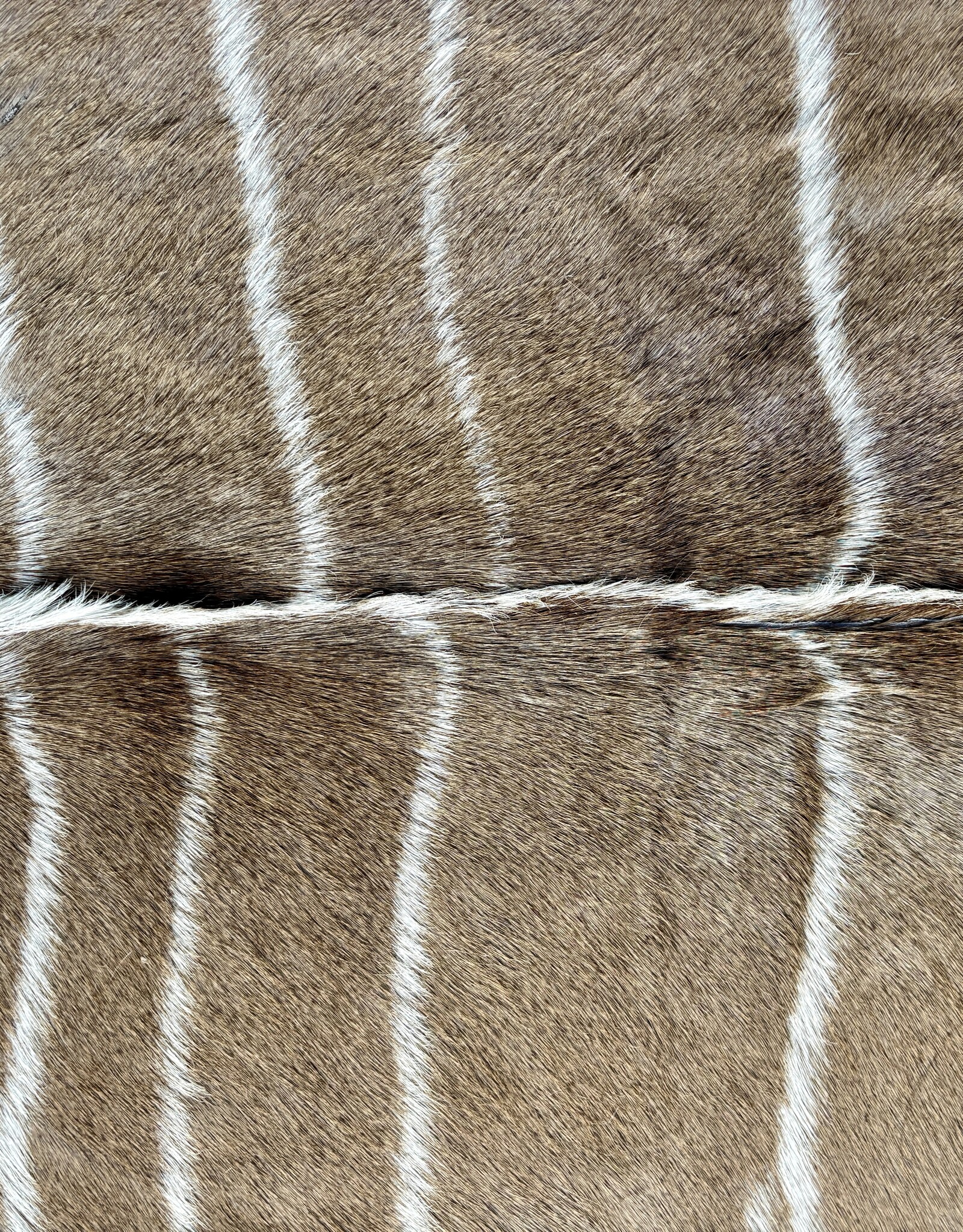 Schönes großes Kudufell KD28