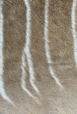 Schönes großes Kudufell KD28