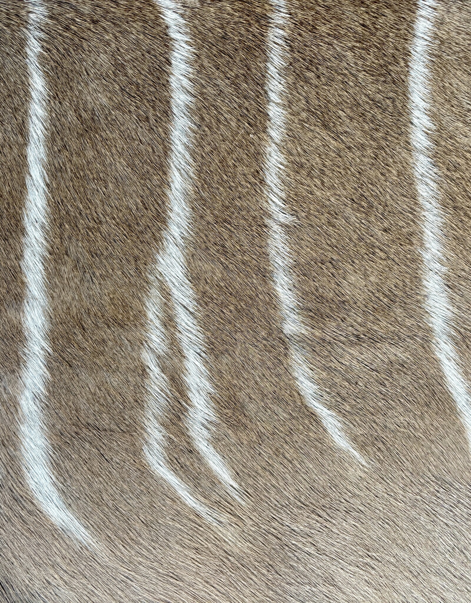 Schönes großes Kudufell KD28