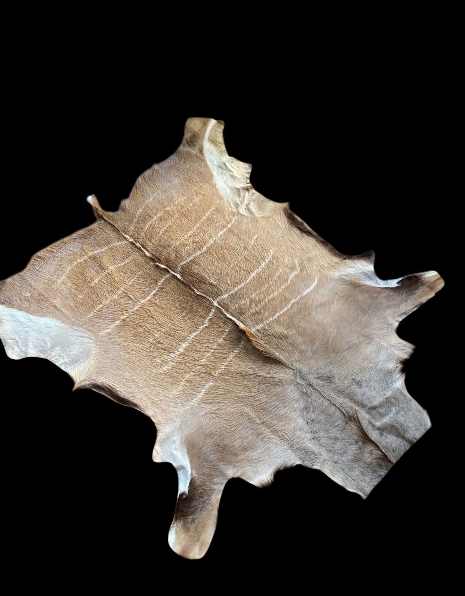 Kudufell KD 22 mit schöner Mähne