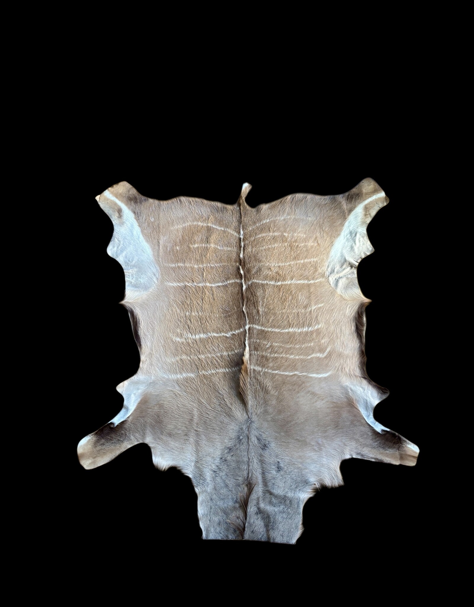 Kuduhide KD22with a beautiful mane