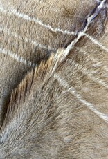 Kuduhide KD22with a beautiful mane