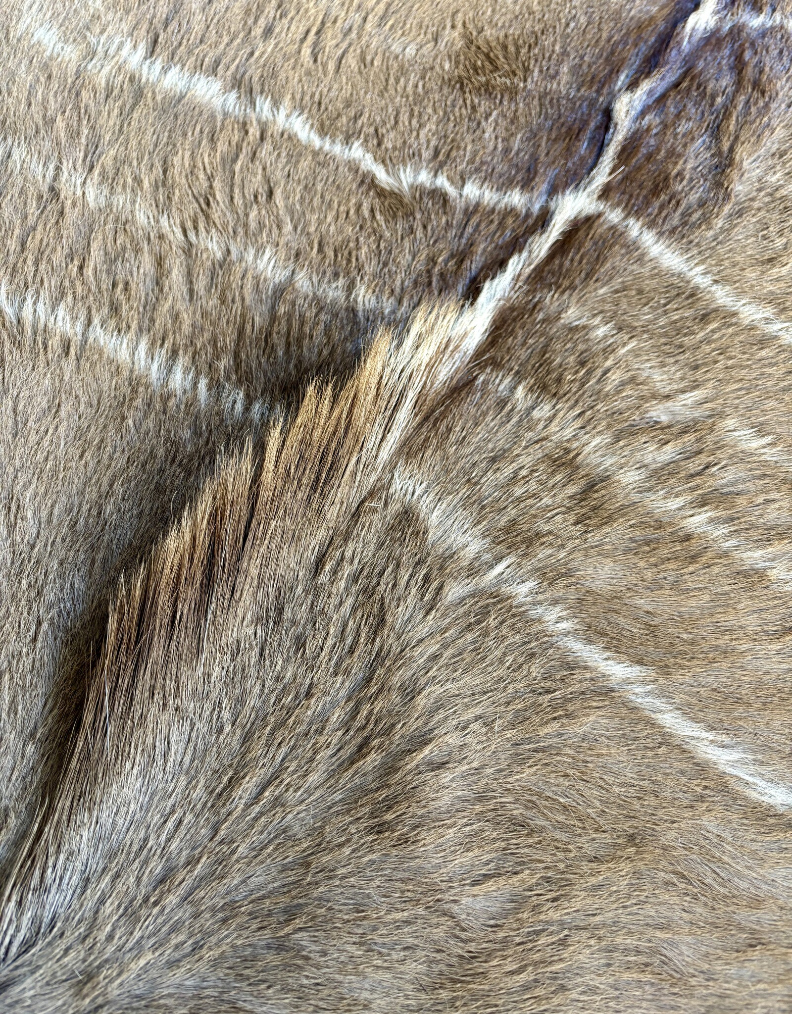 Kudufell KD 22 mit schöner Mähne