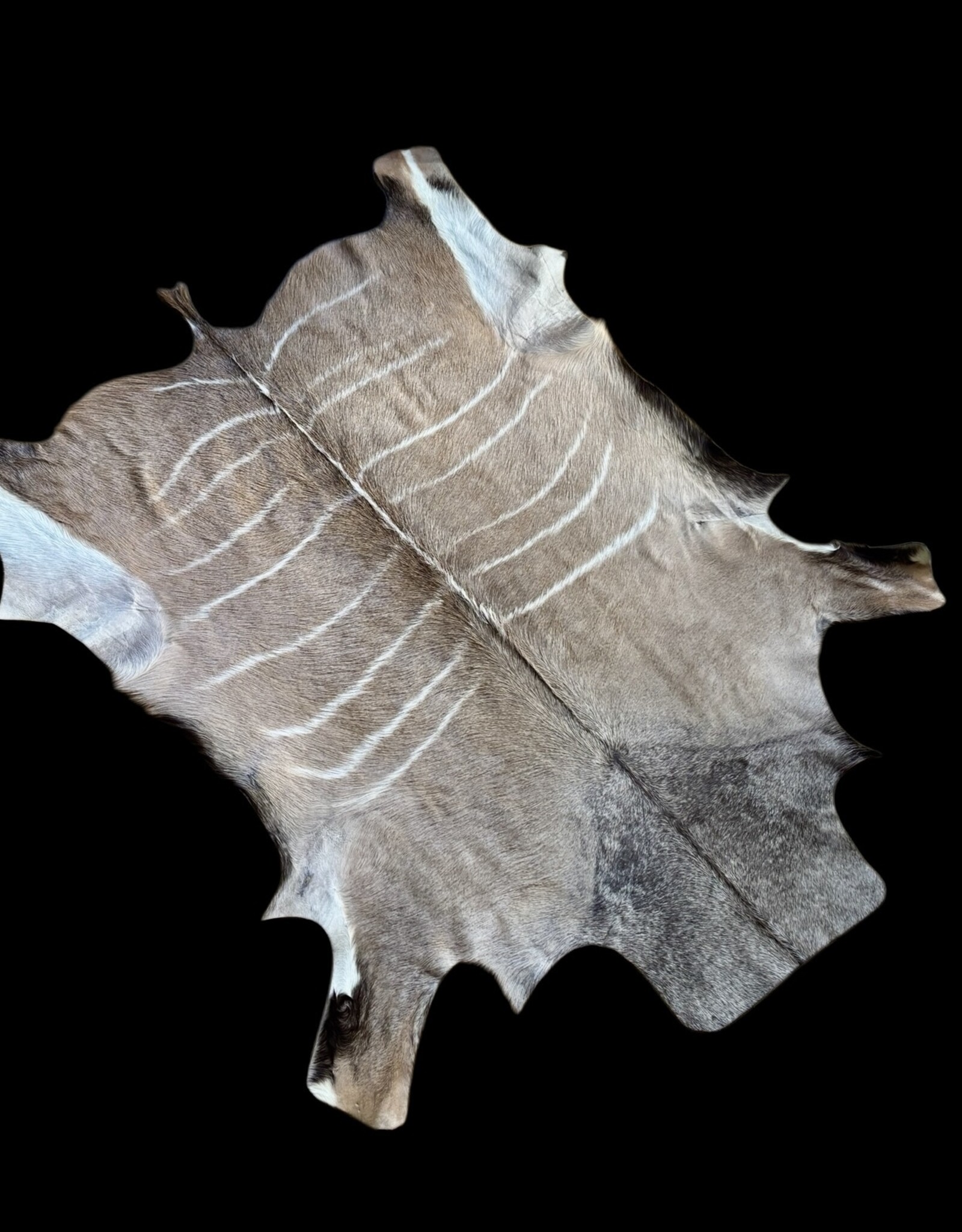 Kuduhide KD023Very beautiful medium kudu skin