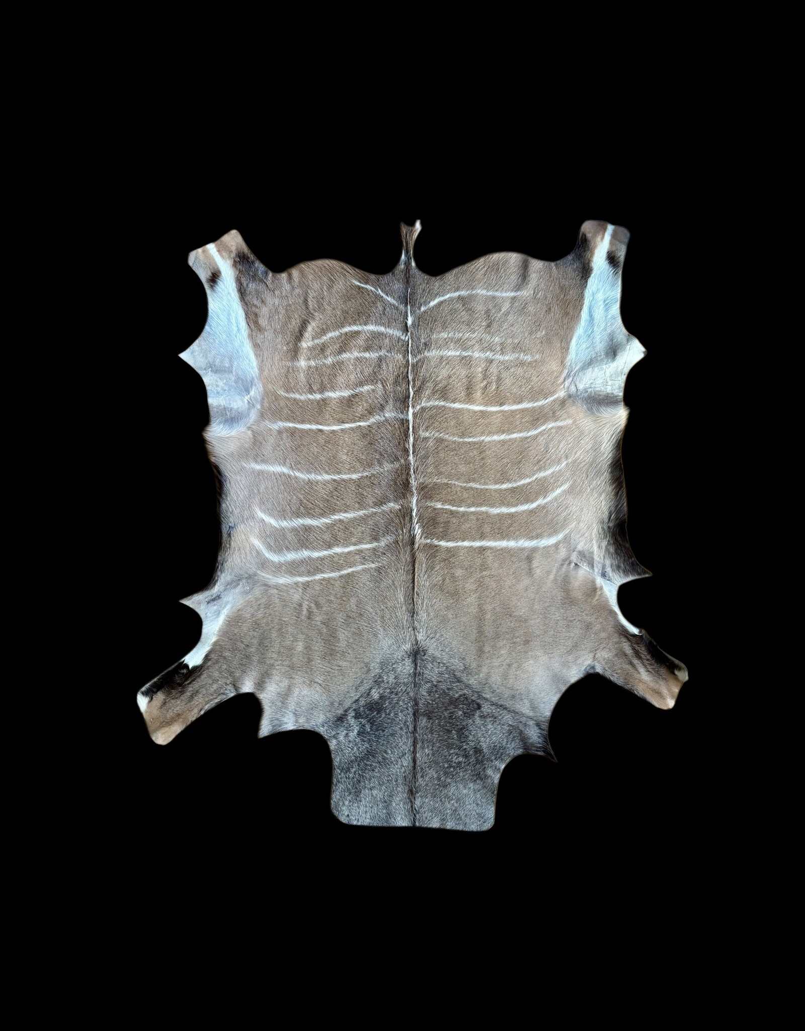 Kuduhide KD023Very beautiful medium kudu skin