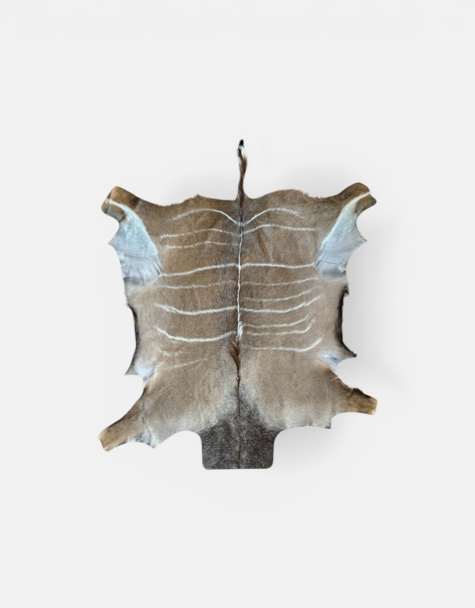 Kudufell KD 27 mit Kratzspuren