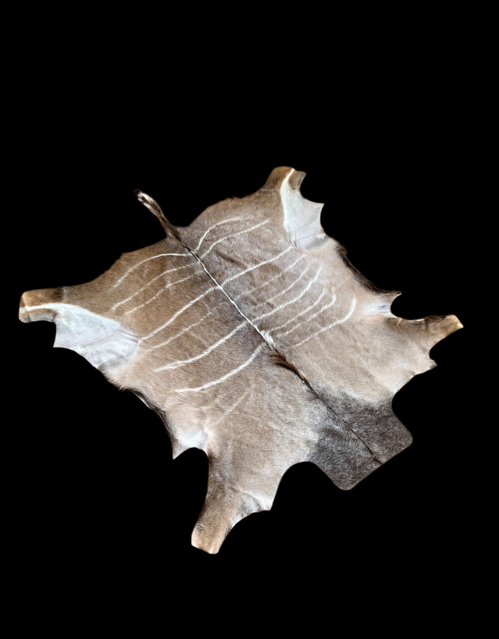 Kudufell KD 27 mit Kratzspuren