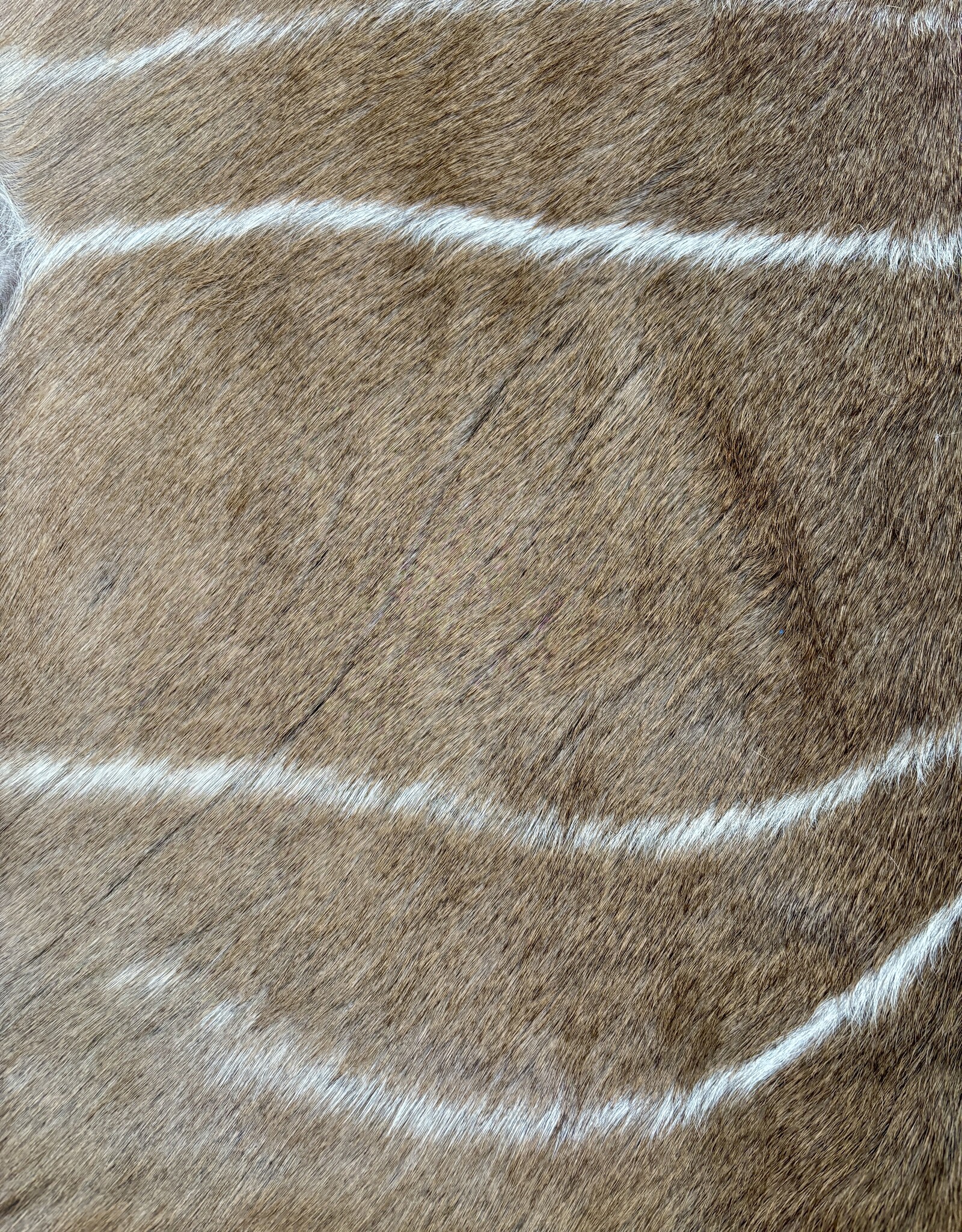 Kudufell KD 27 mit Kratzspuren