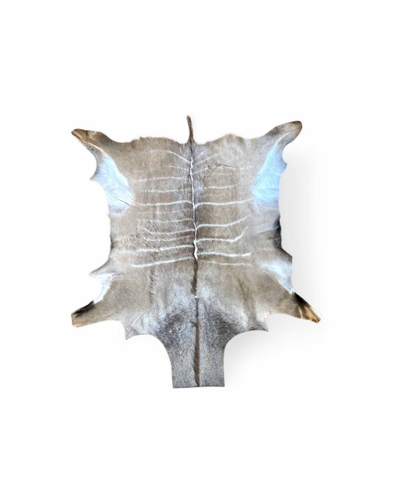 Kuduhide KD024 Very beautiful large kudu skin