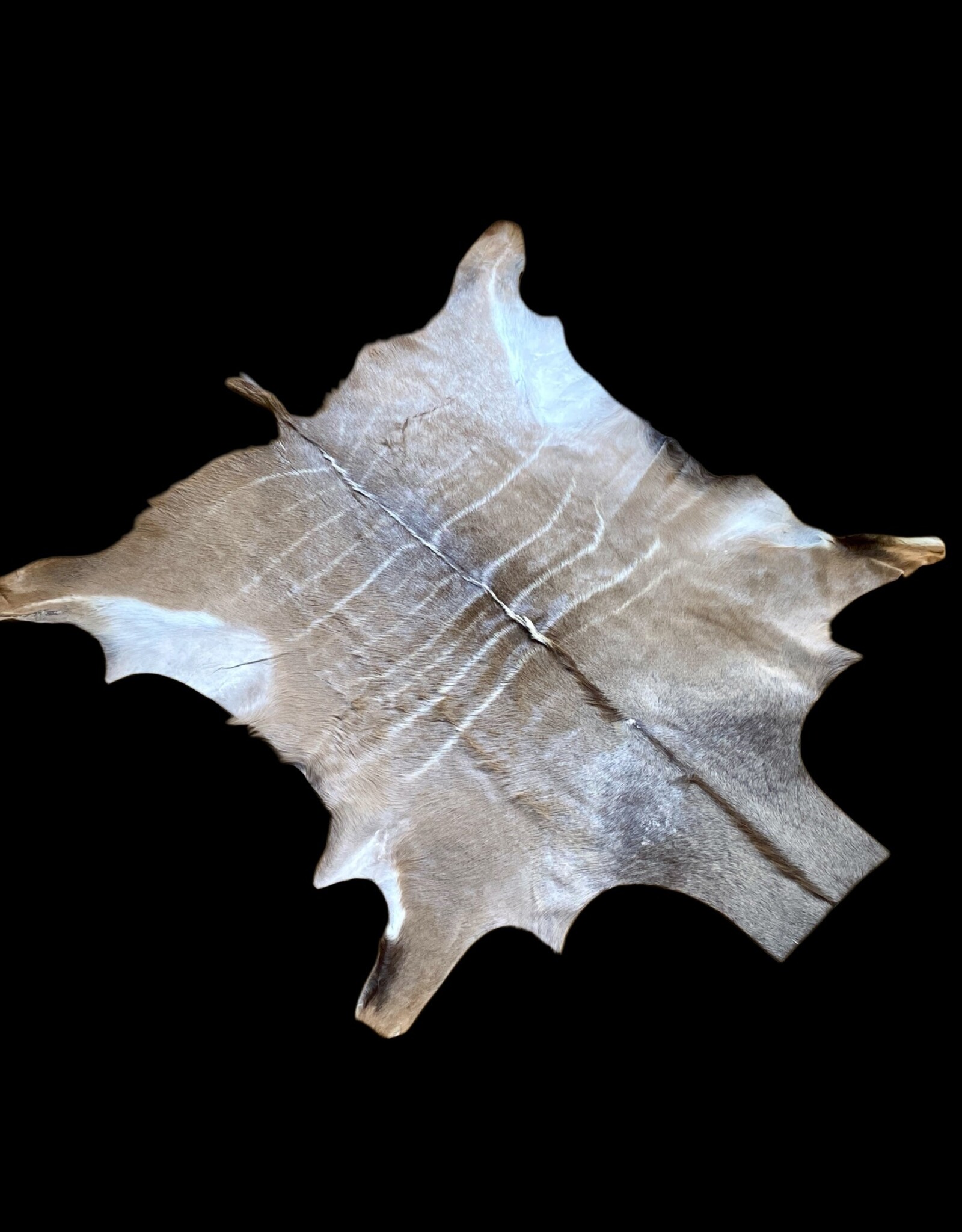 Schönes großes Kudufell KD24 sehr schönes mittleres Fell