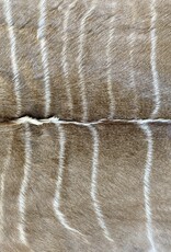 Kuduhide KD024 Very beautiful large kudu skin