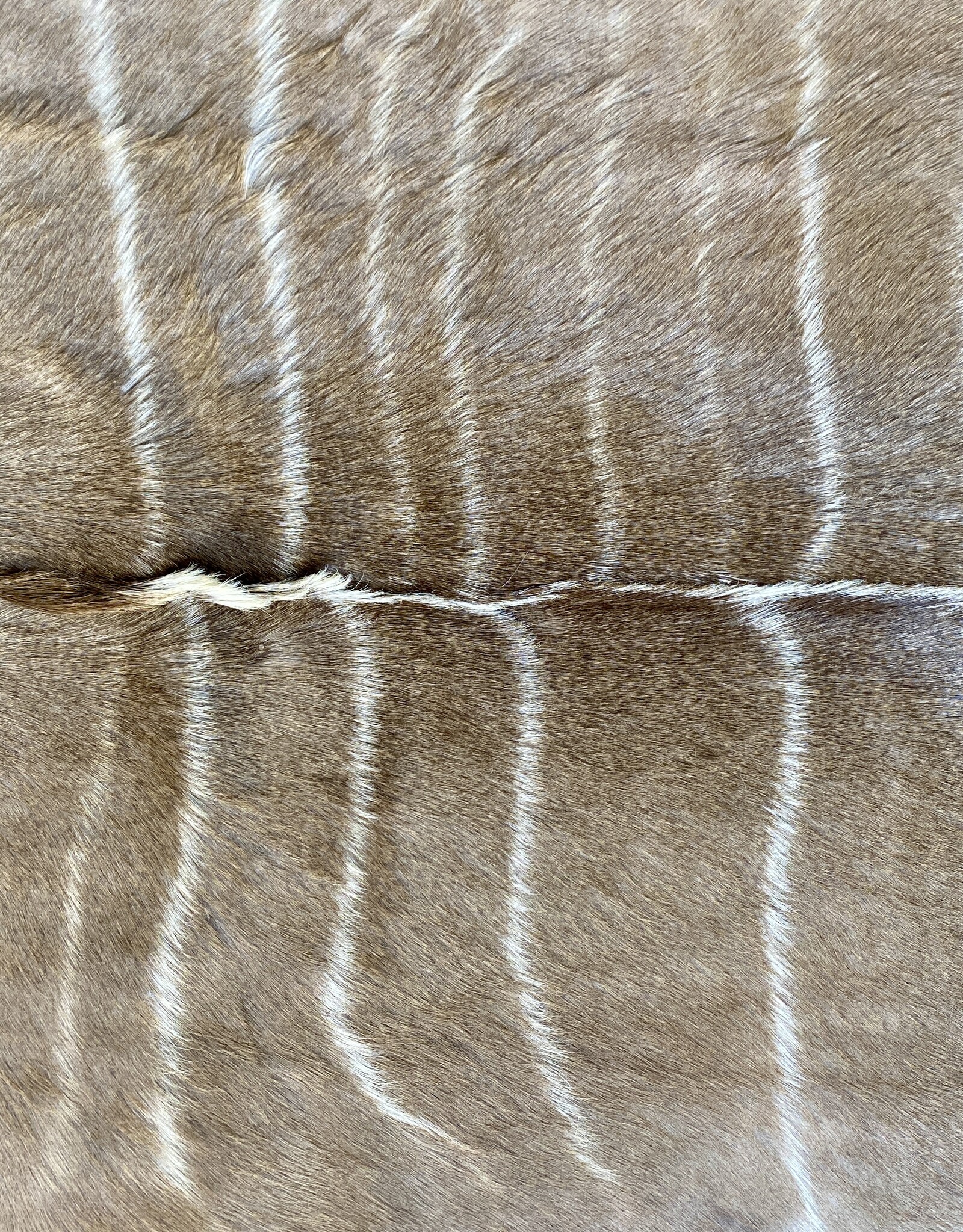 Kuduhide KD024 Very beautiful large kudu skin