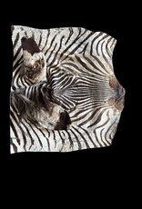 Real zebra skin remnant for further processing perfect for US import R081