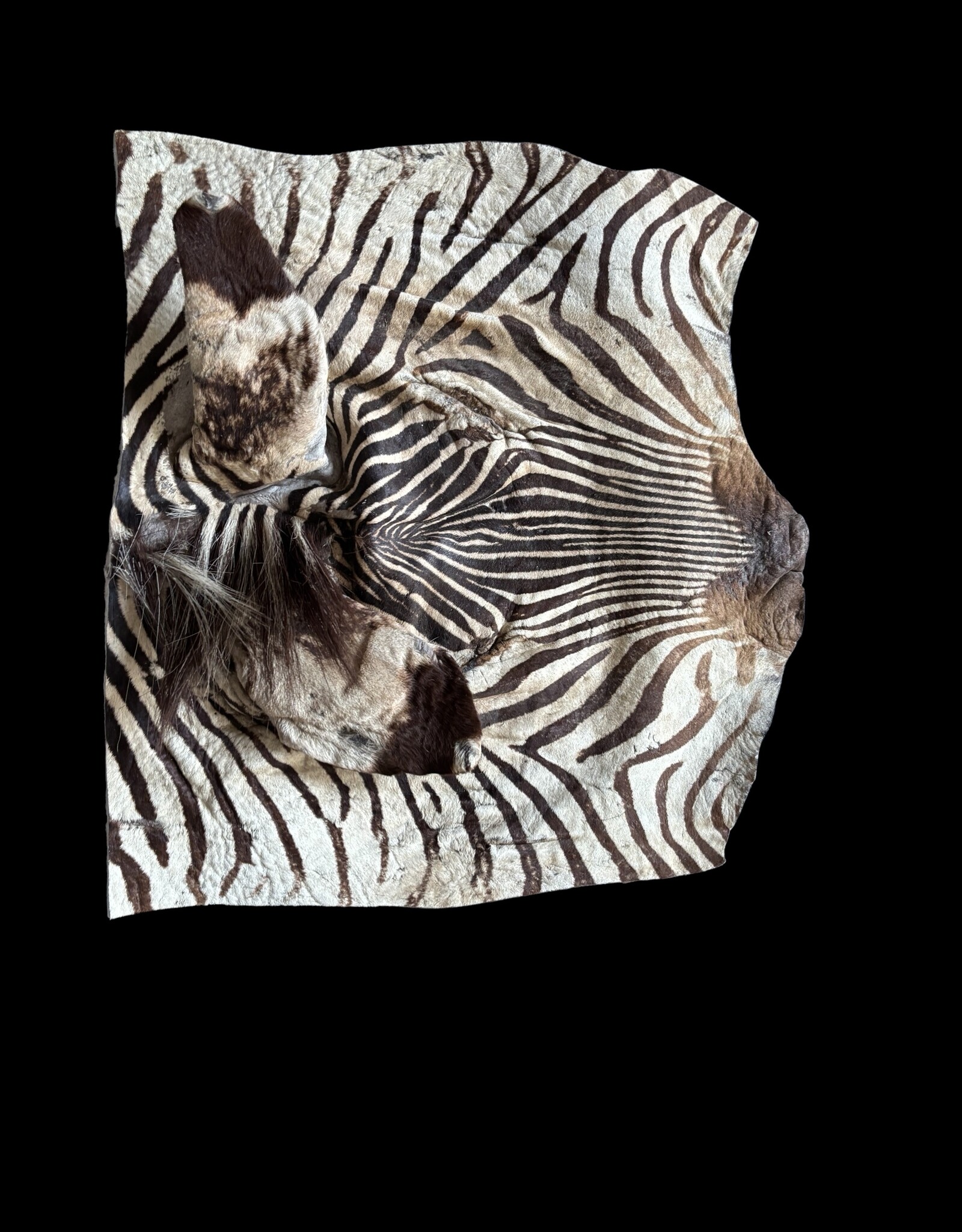 Real zebra skin remnant for further processing perfect for US import R081